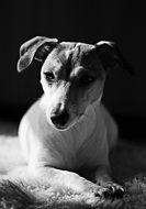 black and white photo Jay Russell Terrier