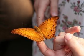 orange butterfly on a finger