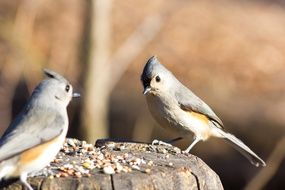 little birds eating seeds