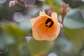 Flowers Orange bloom macro photo