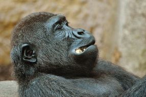 gorilla lies and eats in zoo