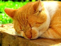 sleeping red cat