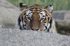 spying tiger