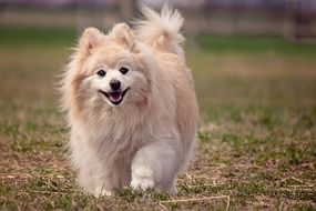 the dog runs through the meadow