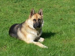 gorgeous dog in the meadow