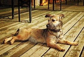 home dog resting