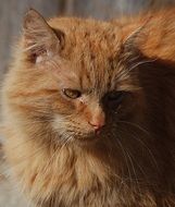 delectable Cat Red
