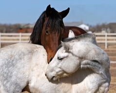bay and grey horses stand togeher