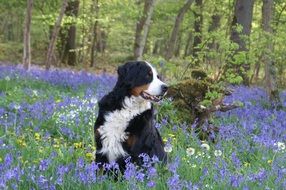 bernese mountain great dane among wildflowers