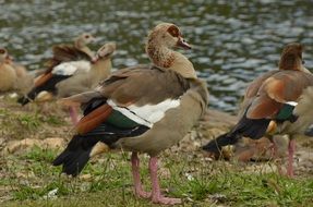 Goose near Nile