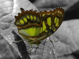 Green and brown butterfly in monochrome