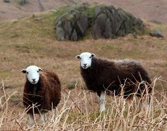 beautiful cambrian sheep