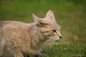 red cat sitting on the green grass