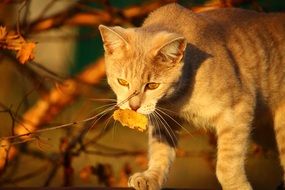 cat playing with autumn foliage