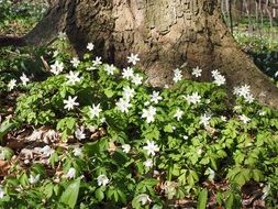 Forest flowers
