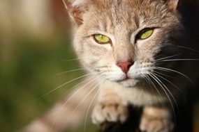 portrait of a cat basking in the sun