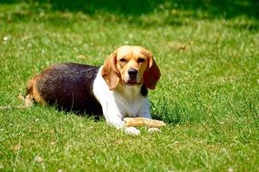 Beagle doggy