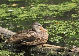 wild duck on the background of the pond