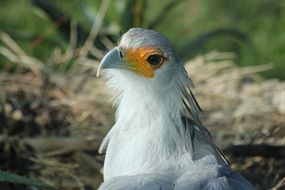 Bird on bird nest