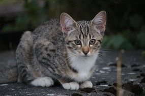 Cat Cat Baby Kittens Mackerel