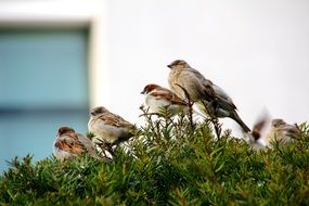 Sparrows on the tree