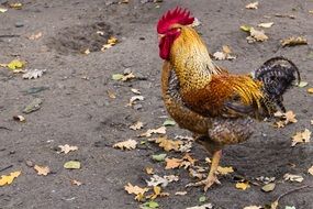 colorful cock in the village