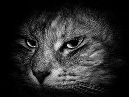 wondrous Domestic Cat
