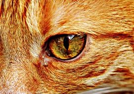 feline eye of a red cat