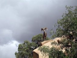 bighorn sheep stands on a steep rock