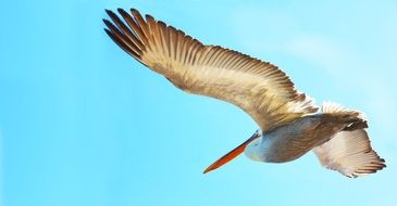 Pelican in the flight