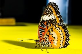 beautiful butterfly on a yellow table close-up on blurred background