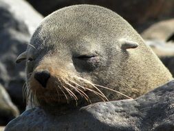 Seal Sleep