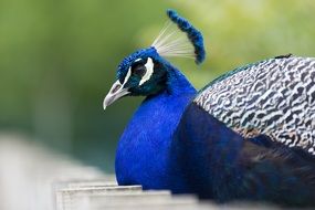 beautiful and amazing Peacock Birds