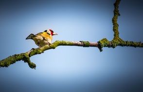 Colorful Bird on a branch