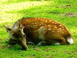 young sika deer lies on a green lawn in a wildlife park