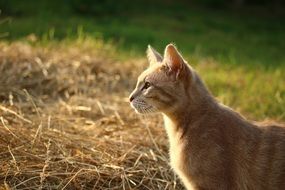 young red cat in the evening garden