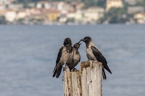 beautiful and amazing Crow Birds