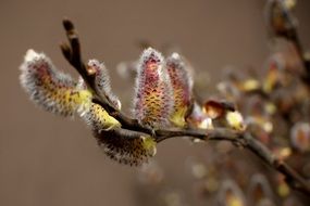 willow branch with flowers