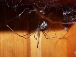 Spider Zancudo close-up on blurred background