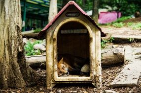 red fox sleeping in a house near the tree