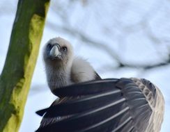 Vulture Scavengers