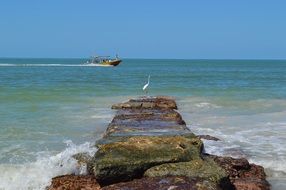 landscape of Bird on a stone pier near the ocean