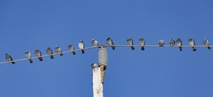 Birds sitting on a electric line