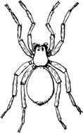 bellied spider drawing