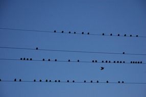 birds are sitting on wires against the blue sky