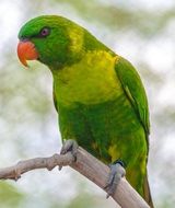 Angry Green Parrot portrait