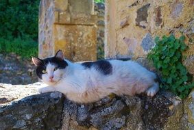 Cute Cat relaxing on a stone