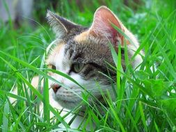domestic cat hiding in green grass