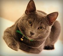 beautiful well-groomed cat
