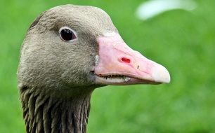 Close-up of the goose head